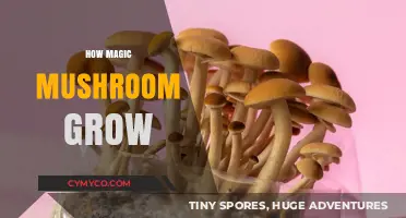 Exploring the Mystical Journey: How Magic Mushrooms Grow