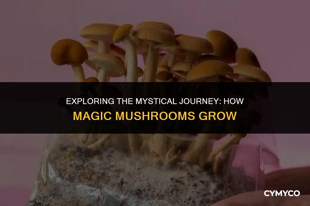 how magic mushroom grow