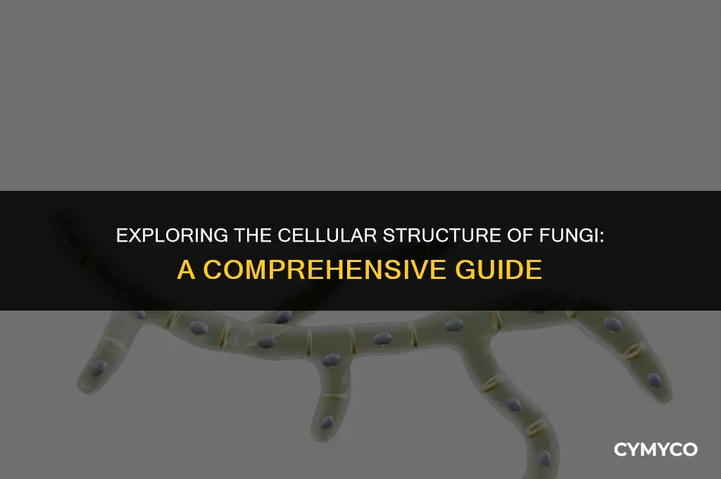 how many cells do fungi have