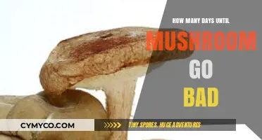 From Fresh to Spoiled: The Shelf Life of Mushrooms Explained