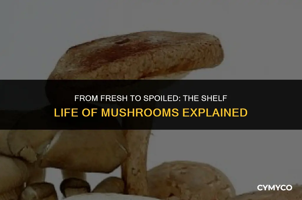 how many days until mushrooms go bad