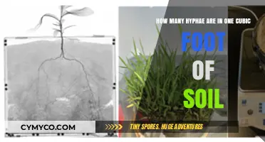 Exploring the Microscopic World: Hyphae Density in Soil