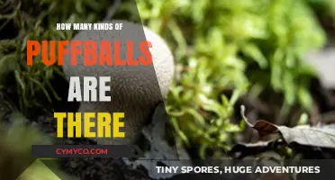 Exploring the Diverse World of Puffballs: A Comprehensive Guide