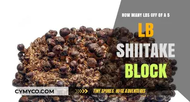 Unlocking the Mystery: How to Measure Shiitake Blocks in Pounds