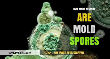 Unveiling the Microscopic World: The Size of Mold Spores