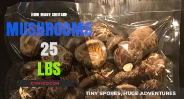 Exploring the Bounty: Shiitake Mushrooms in a 25-Pound Haul