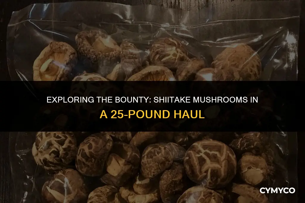 how many shiitake mushrooms 25 lbs