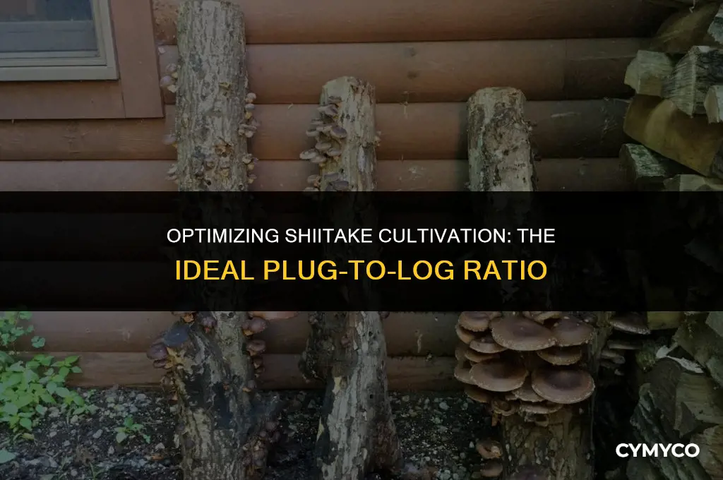 how many shiitake plugs per log