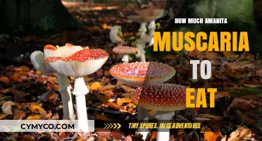 Exploring the Effects and Dosage of Amanita Muscaria: A Comprehensive Guide