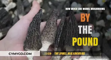 Morel Mushrooms Pricing: Understanding Cost per Pound in Today's Market