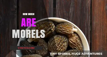 Morel Mushroom Prices: Understanding the Value of These Delicacies
