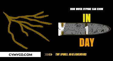 Exploring the Rapid Growth of Hyphae: A Daily Progression Guide
