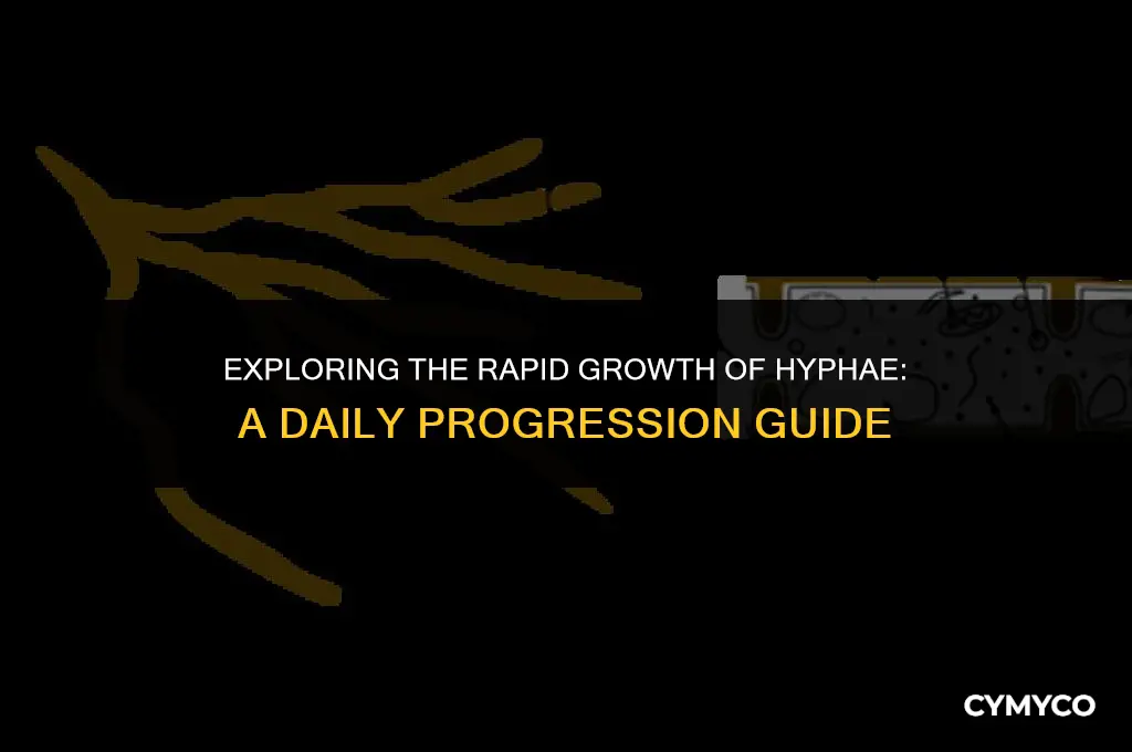 how much hyphae can grow in 1 day