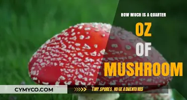 Quarter Ounce of Mushrooms: Cost, Value, and Pricing Guide