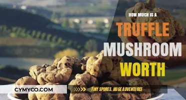 Decoding the Value: How Much Is a Truffle Mushroom Worth?