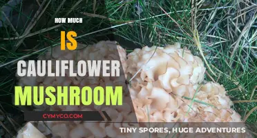 Cauliflower Mushroom Pricing: Cost, Value, and Market Insights Revealed