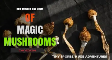Exploring the Cost: A Gram of Magic Mushrooms Unveiled