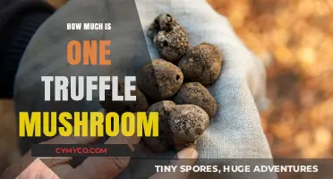 Exploring the Cost of Gourmet Delights: How Much Is One Truffle Mushroom?