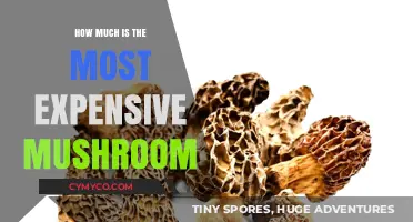 Exploring the Priciest Fungi: A Guide to the Most Expensive Mushrooms