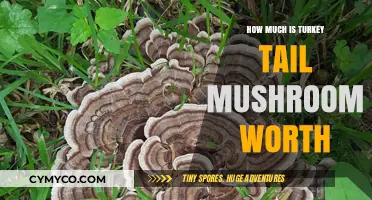 Unlocking the Value: A Comprehensive Guide to Turkey Tail Mushroom Worth