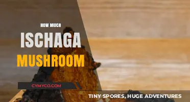 Exploring the Value of Chaga Mushrooms: A Comprehensive Guide