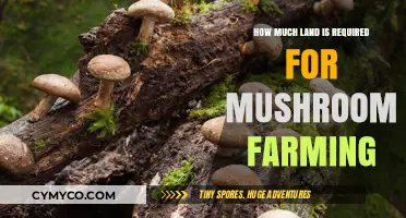 Exploring the Ideal Land Requirements for Lucrative Mushroom Farming
