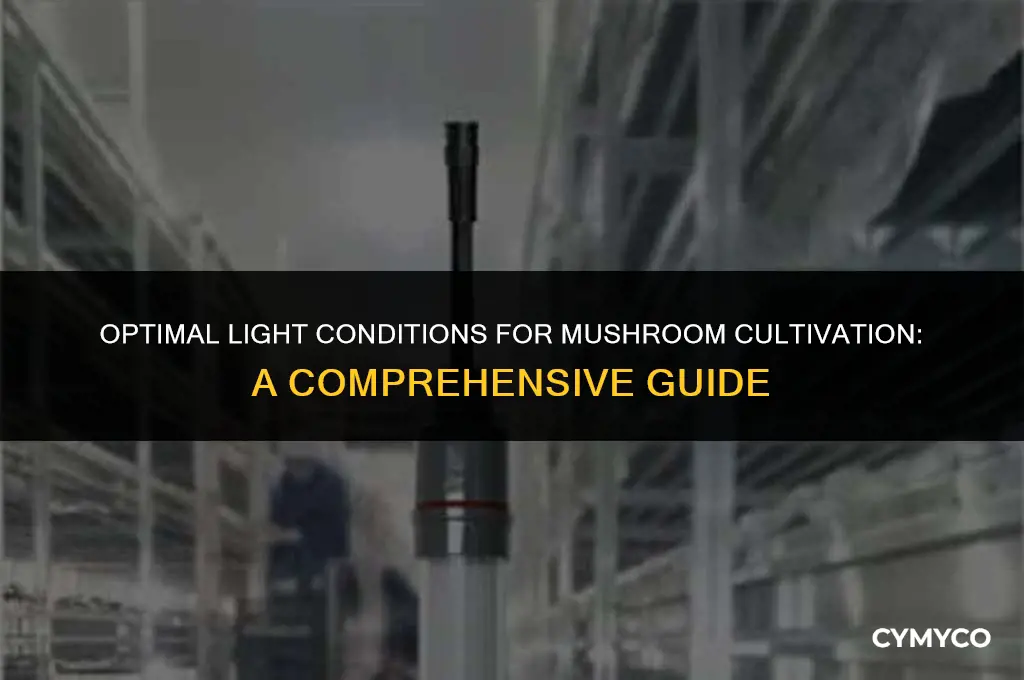 how much light cultivate mushrooms