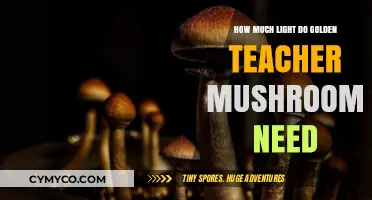 Optimal Lighting Conditions for Golden Teacher Mushrooms Growth