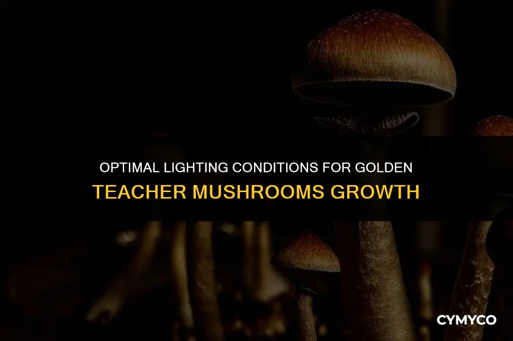 how much light do golden teacher mushrooms need