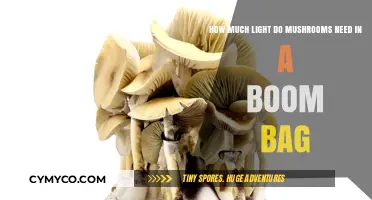 Optimal Light Requirements for Mushroom Growth in Boom Bags