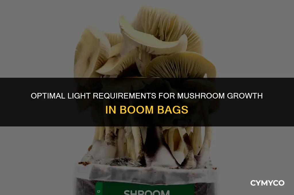 how much light do mushrooms need in a boom bag