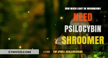 Optimal Lighting for Psilocybin Mushroom Cultivation: A Comprehensive Guide