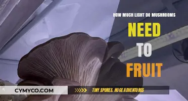 Optimal Lighting Conditions for Mushroom Fruiting: A Comprehensive Guide