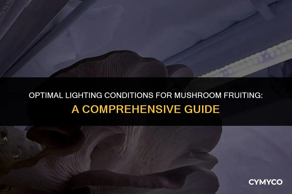 how much light do mushrooms need to fruit