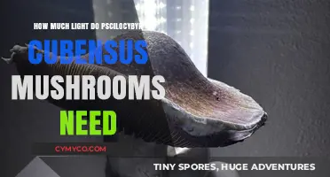 Optimal Lighting Conditions for Psilocybin Cubensis Mushrooms Growth