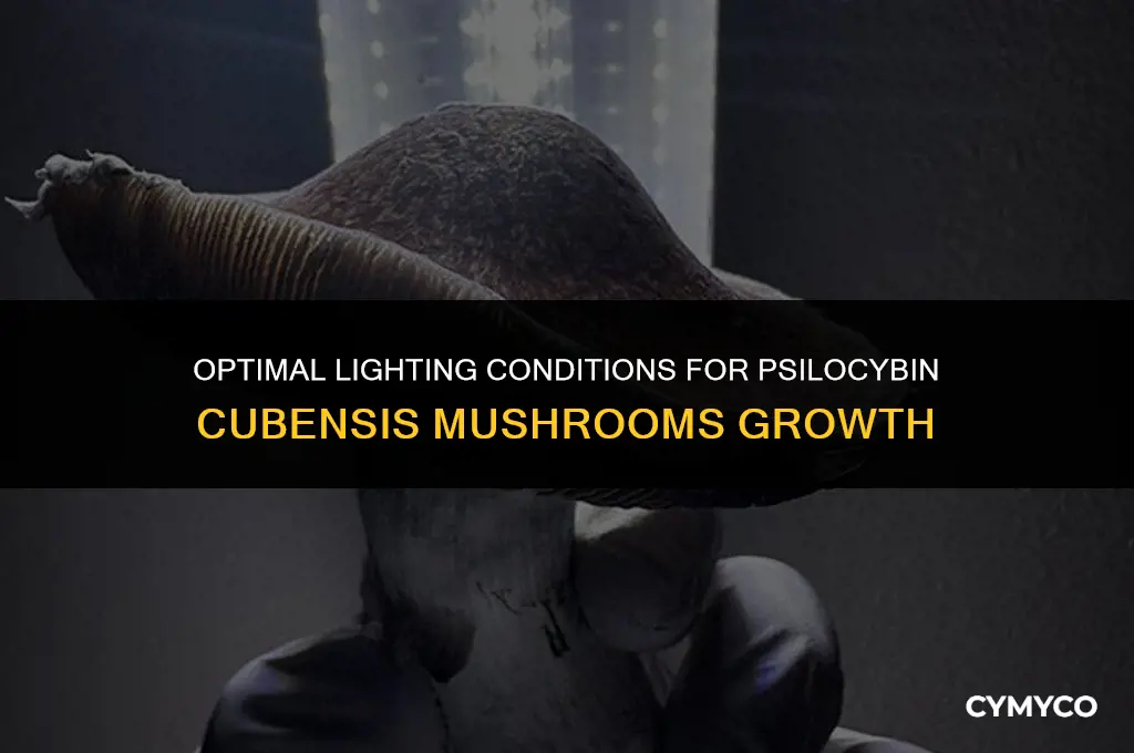 how much light do pscilocybyn cubensus mushrooms need