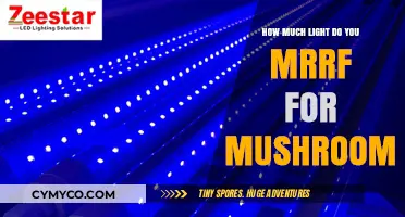 Optimal Lighting for Mushroom Growth: A Comprehensive Guide