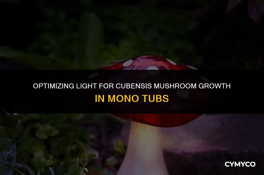 how much light does cubensis mushroom mono tub