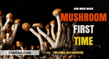 Exploring the Mystical Realm: A Beginner's Guide to Magic Mushrooms