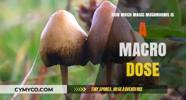 Exploring the Threshold: What Constitutes a Macro Dose of Magic Mushrooms?