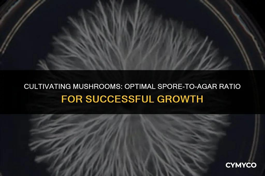how much many ml of mushroom liquid spore to agar
