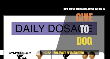 Safe Dosage Guide: Medicinal Mushrooms for Dogs