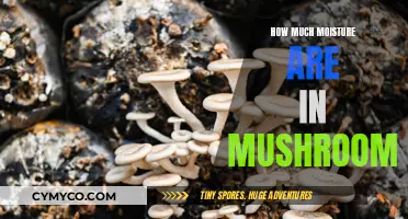 Exploring the Hidden Hydration: A Deep Dive into Mushroom Moisture
