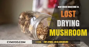 Preserving Flavor: The Art of Drying Mushrooms and Moisture Loss