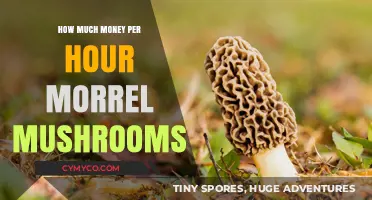 Lucrative Foraging: The Hourly Earnings of Morel Mushroom Hunters