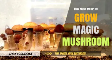 Cultivating Magic Mushrooms: A Cost-Effective Guide to Growing Your Own