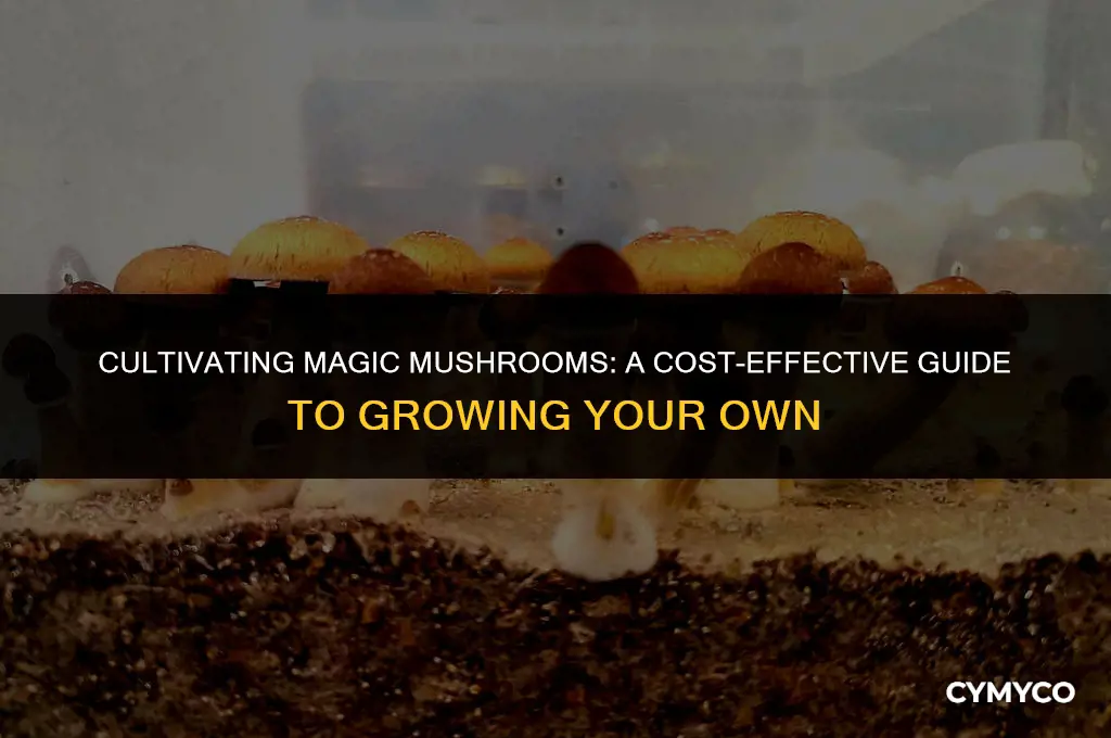 how much money to grow magic mushrooms