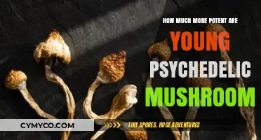Exploring the Potency of Young Psychedelic Mushrooms: A Comprehensive Guide