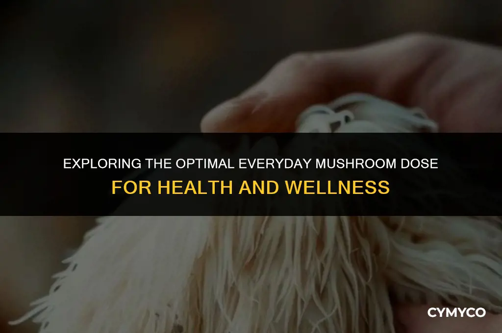how much mushroom in everyday dose
