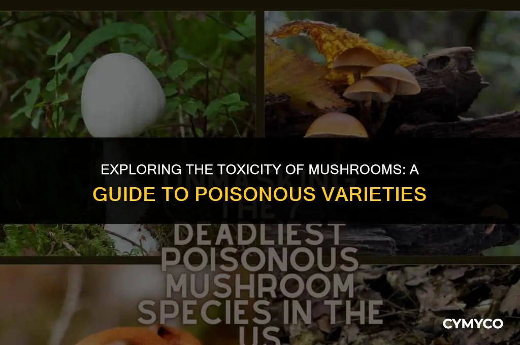 how much mushroom is poisonous